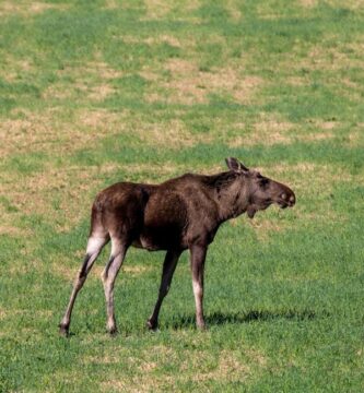 Oppdag Dyrelivet i Norge: En Dypdykk i Naturens Mangfold