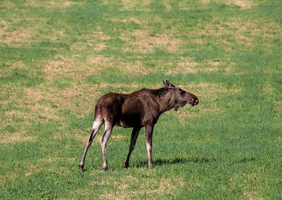 Oppdag Dyrelivet i Norge: En Dypdykk i Naturens Mangfold