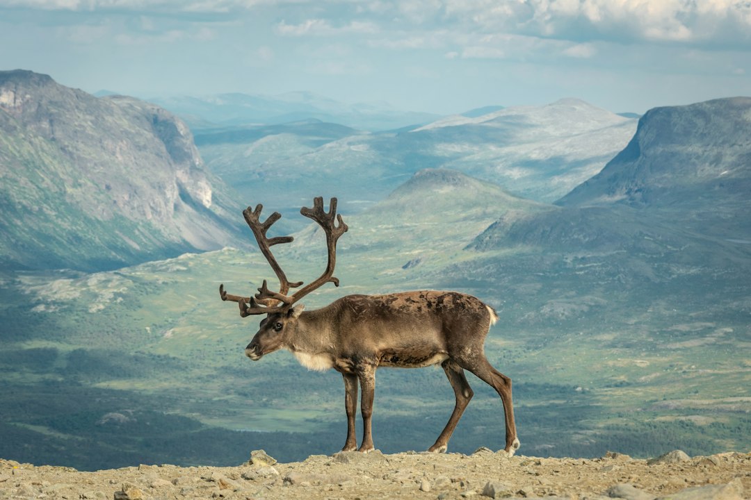 Viltobservasjon: En Guidet Reise i Norges Naturskjønnhet